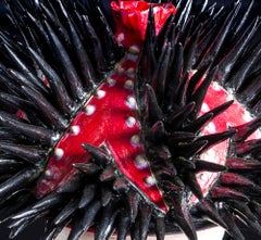 Maltese Cross Sea Urchin - inspired from secret worlds inside flowers, red, blue