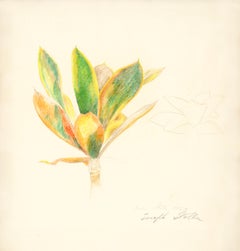 Magnolia, Joseph Stella, 1919, Crayon and Silverpoint on paper