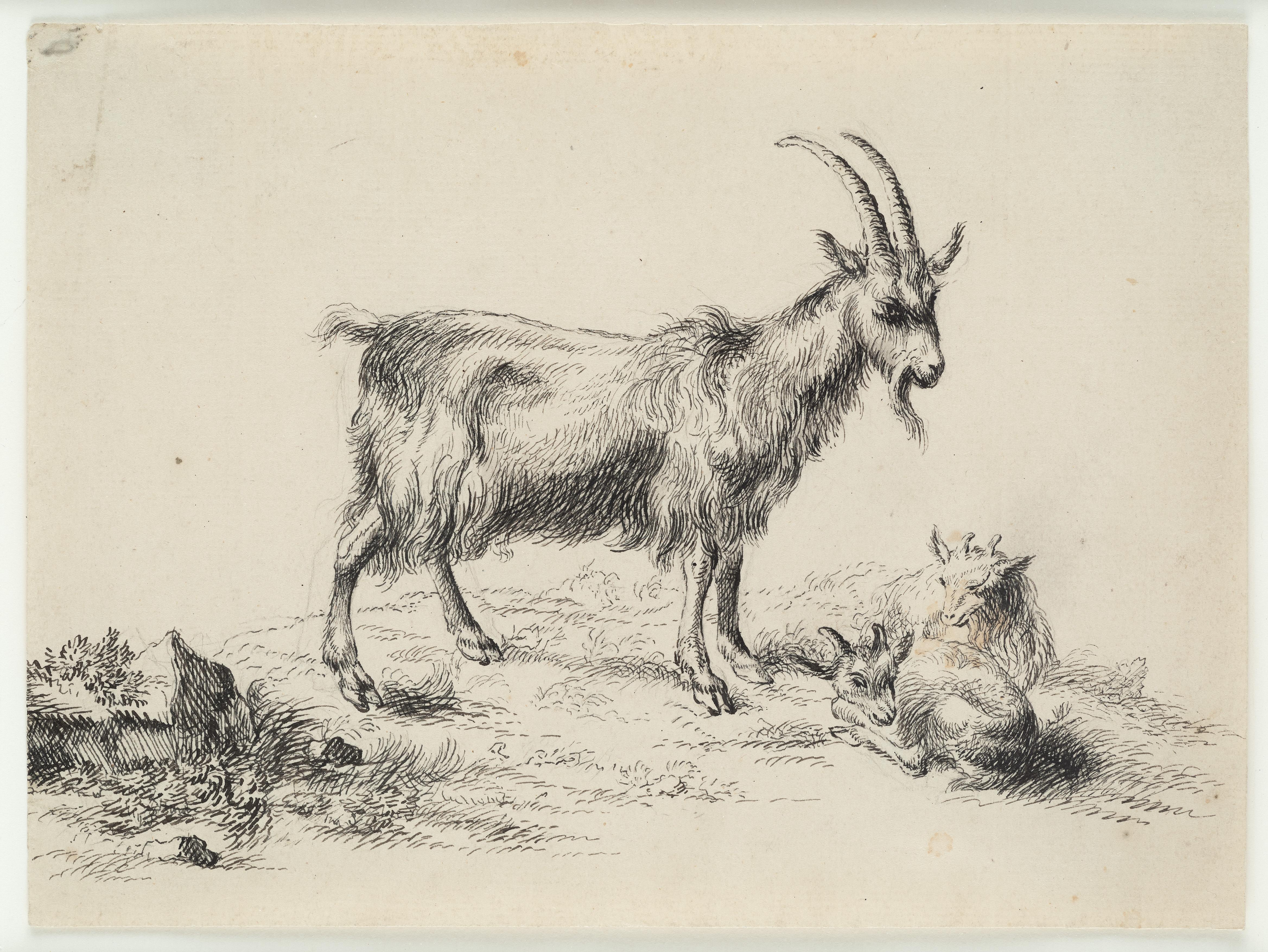 (After) Nicolaes Berchem Animal Art - Goat Babies Animals, 17th Century, Old Master Drawing, After Berchem, Dutch