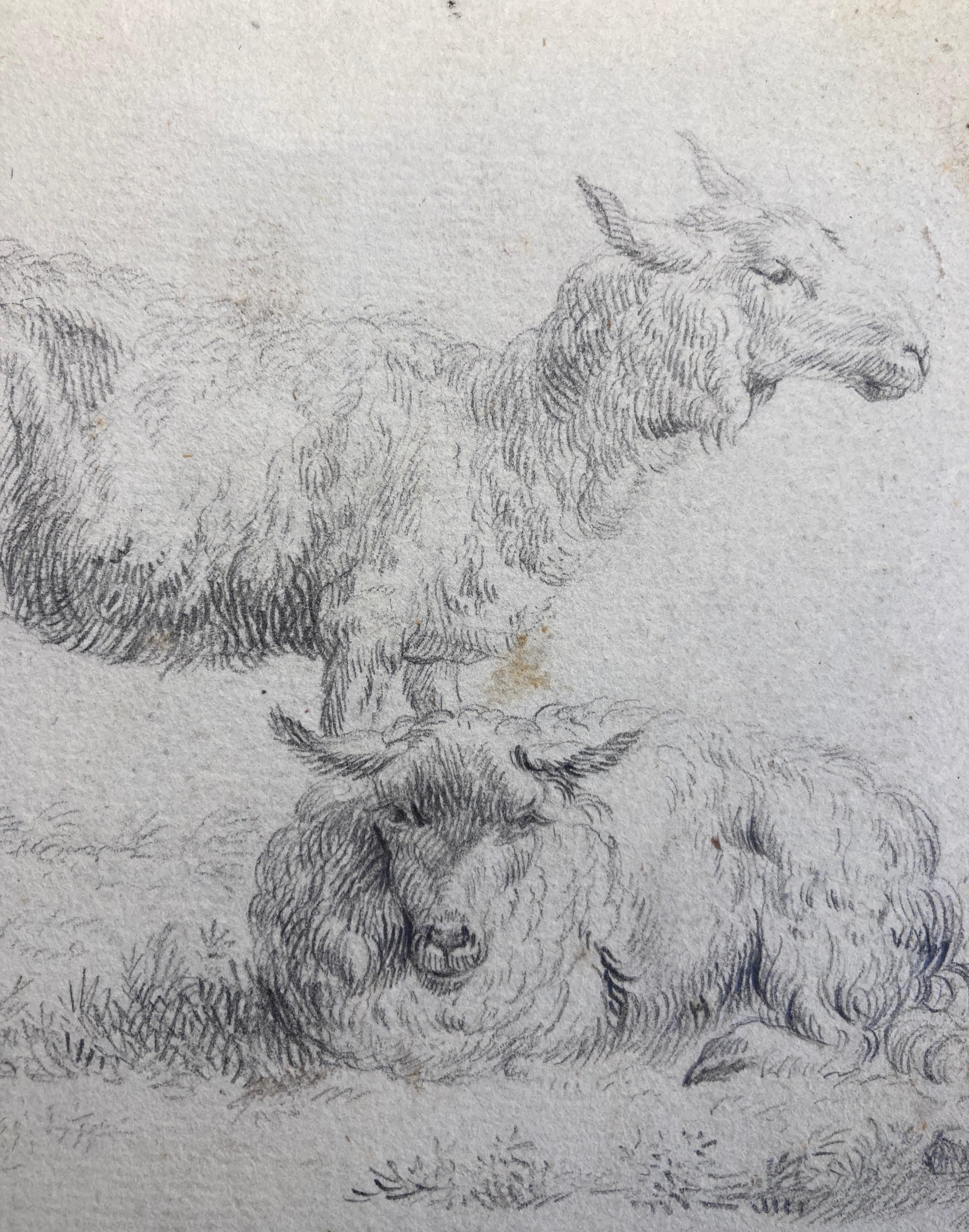 Karel Dujardin Animal Art - Old Master Drawing, Two Sheep, Circle of Dujardin, Dutch School, Baroque Art