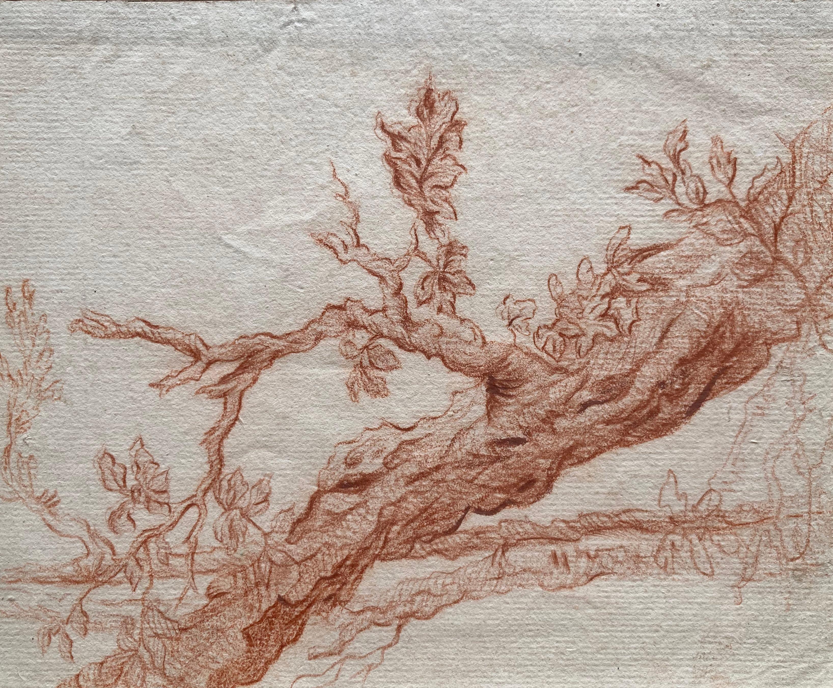 Unknown Landscape Art - Flemish Artist, Study of a Tree Trunk, Sanguine, Old Master Drawing