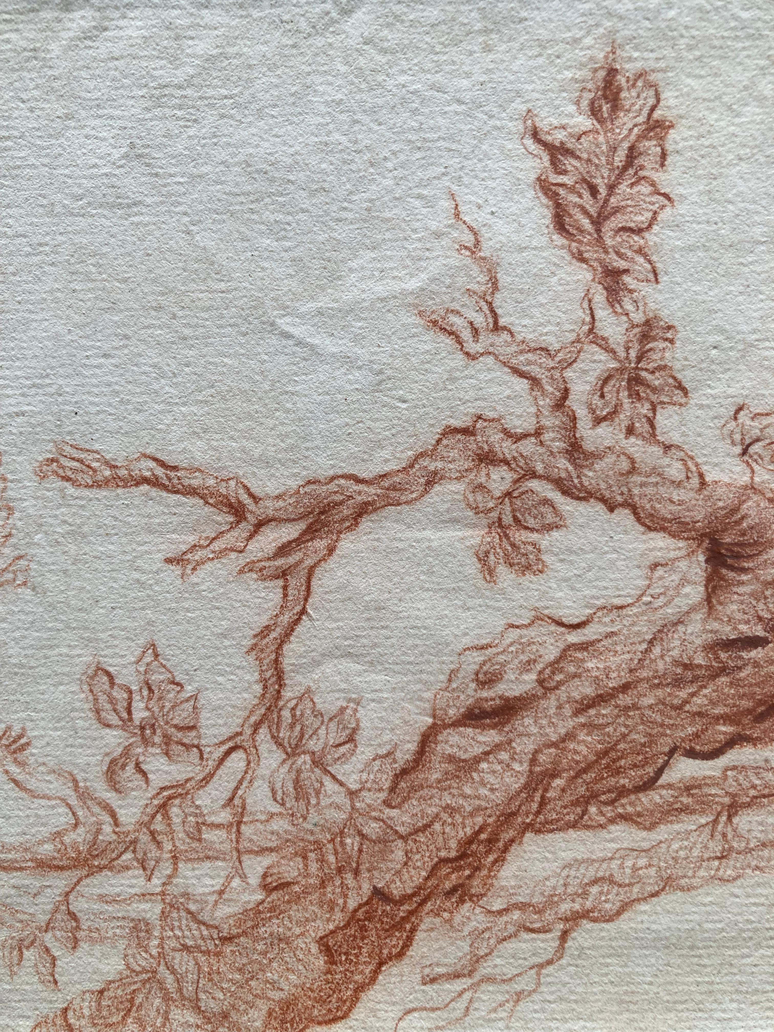 Flemish Artist, Study of a Tree Trunk, Sanguine, Old Master Drawing 1