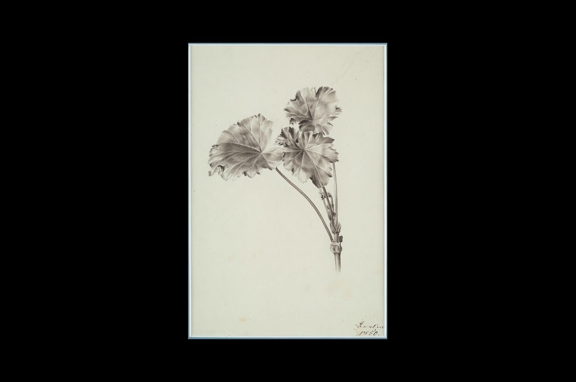 German Romantic Artist /Circle Friedrich von Olivier (1791 Dessau - 1859 Dessau)
Study of a plant/ Flower
Chalk on paper, 20,5 x 14 cm
lower right 