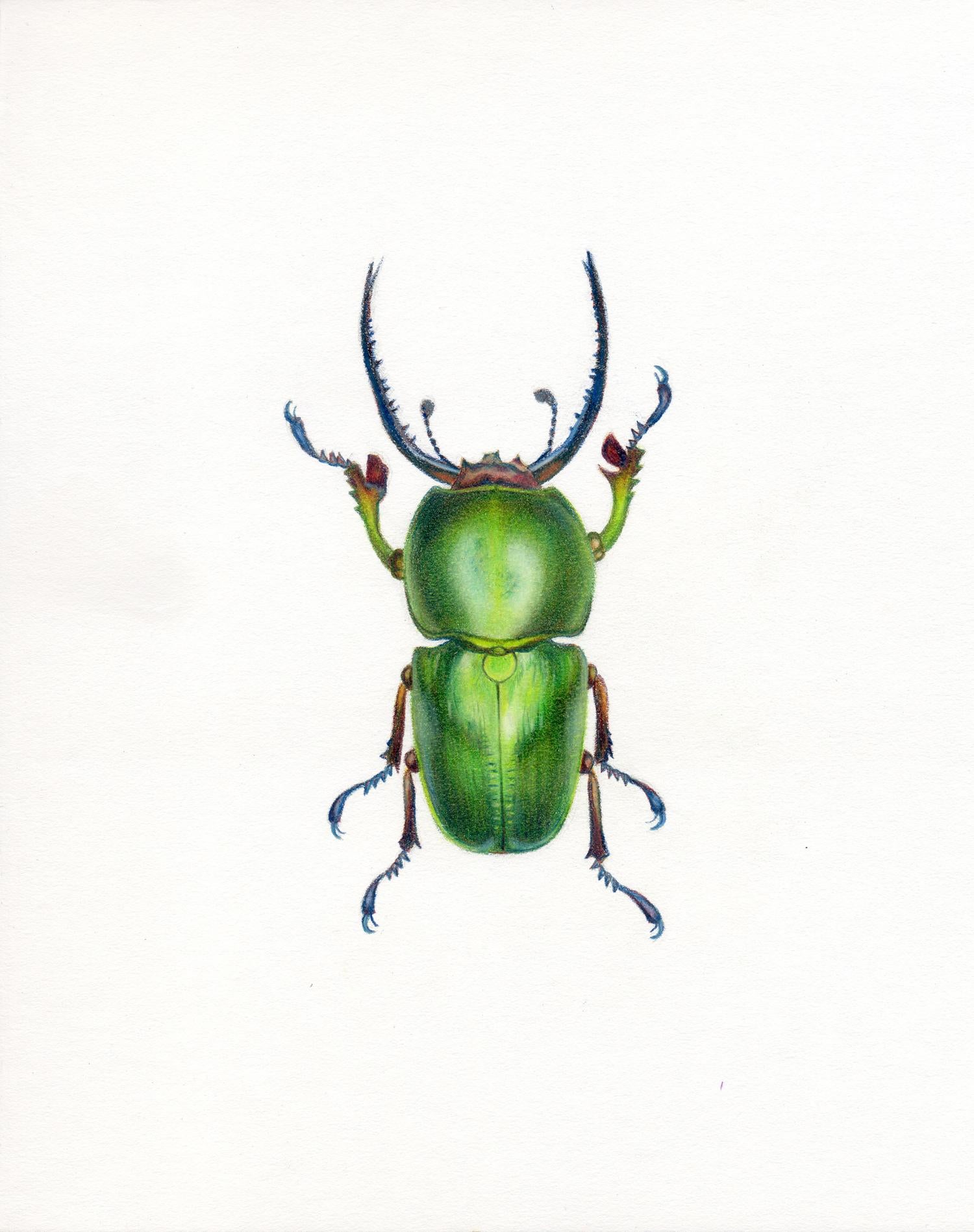 Hannah Hanlon Animal Art - 'Green Beetle #1' - insect illustration - hyperrealism - Chuck Close