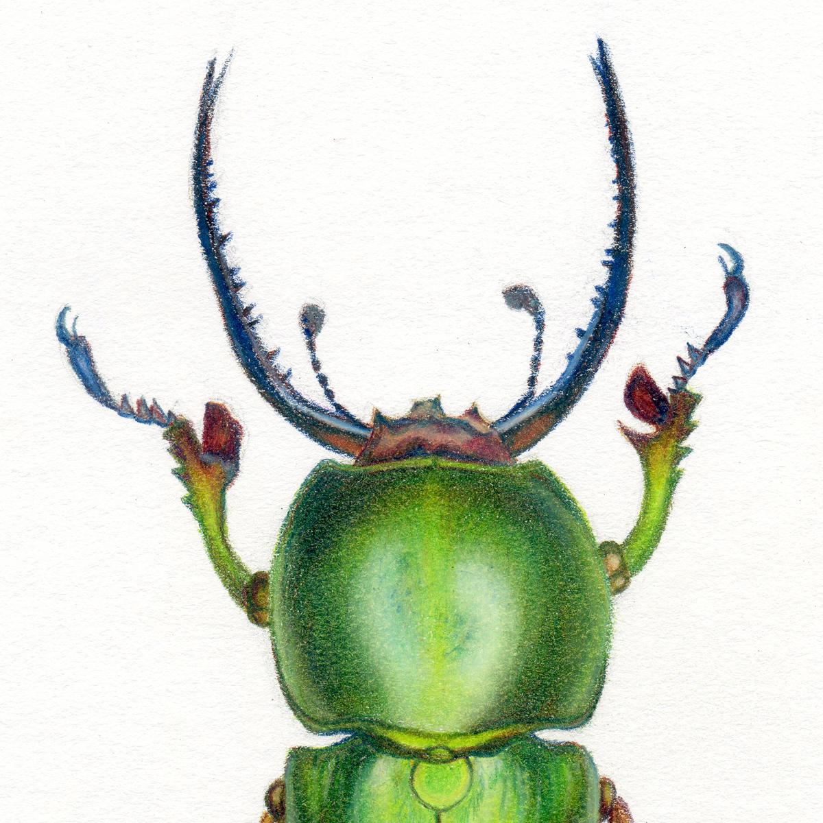 „Green Beetle #1“ – Insektenillustration – Hyperrealismus – Chuck Close – Art von Hannah Hanlon