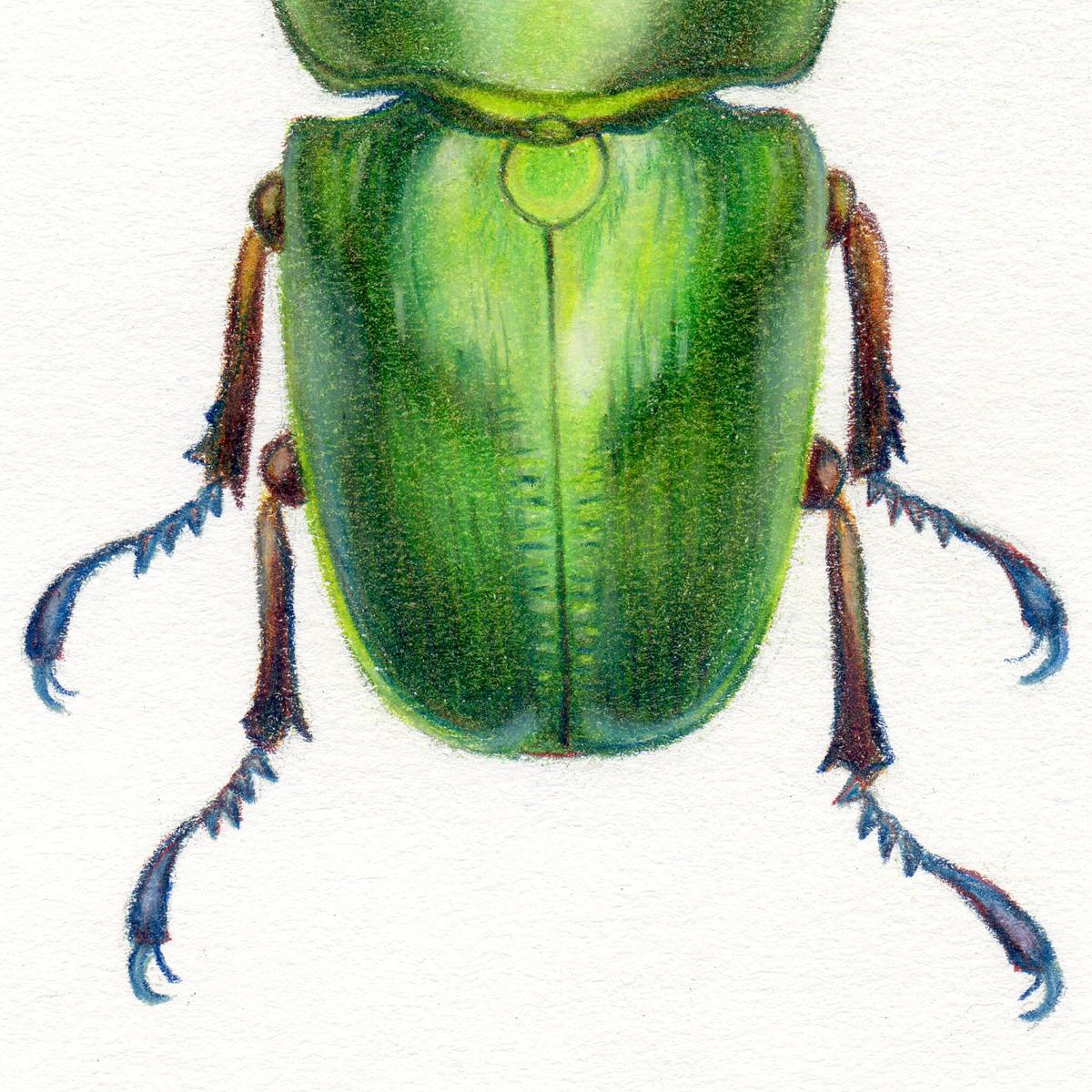 „Green Beetle #1“ – Insektenillustration – Hyperrealismus – Chuck Close (Realismus), Art, von Hannah Hanlon