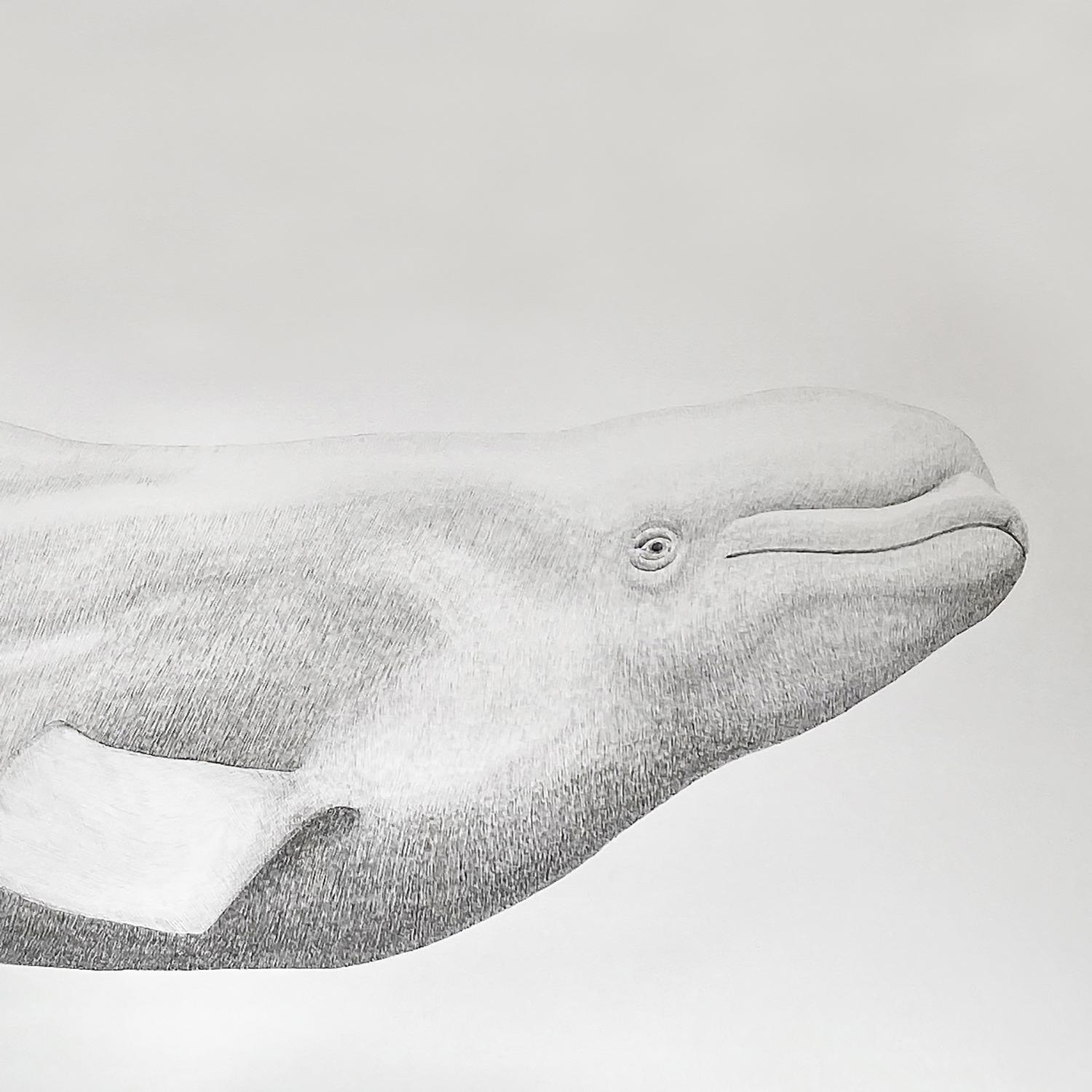 'Beluga' - large-scale animal drawing - Chuck Close - Rembrandt - Art by Hannah Hanlon