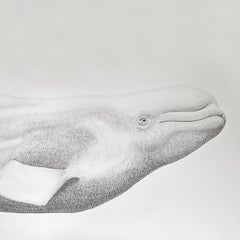 'Beluga' - large-scale animal drawing - Chuck Close - Rembrandt