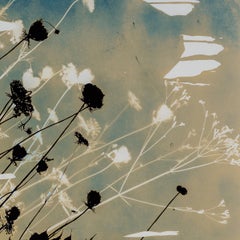 Psychic Garden (Daucus Carota/Sanctuary) - botanical - cyanotype