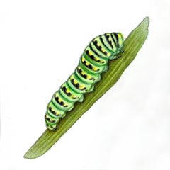 'Black Swallowtail Caterpillar' - insect illustration - colored pencil - small