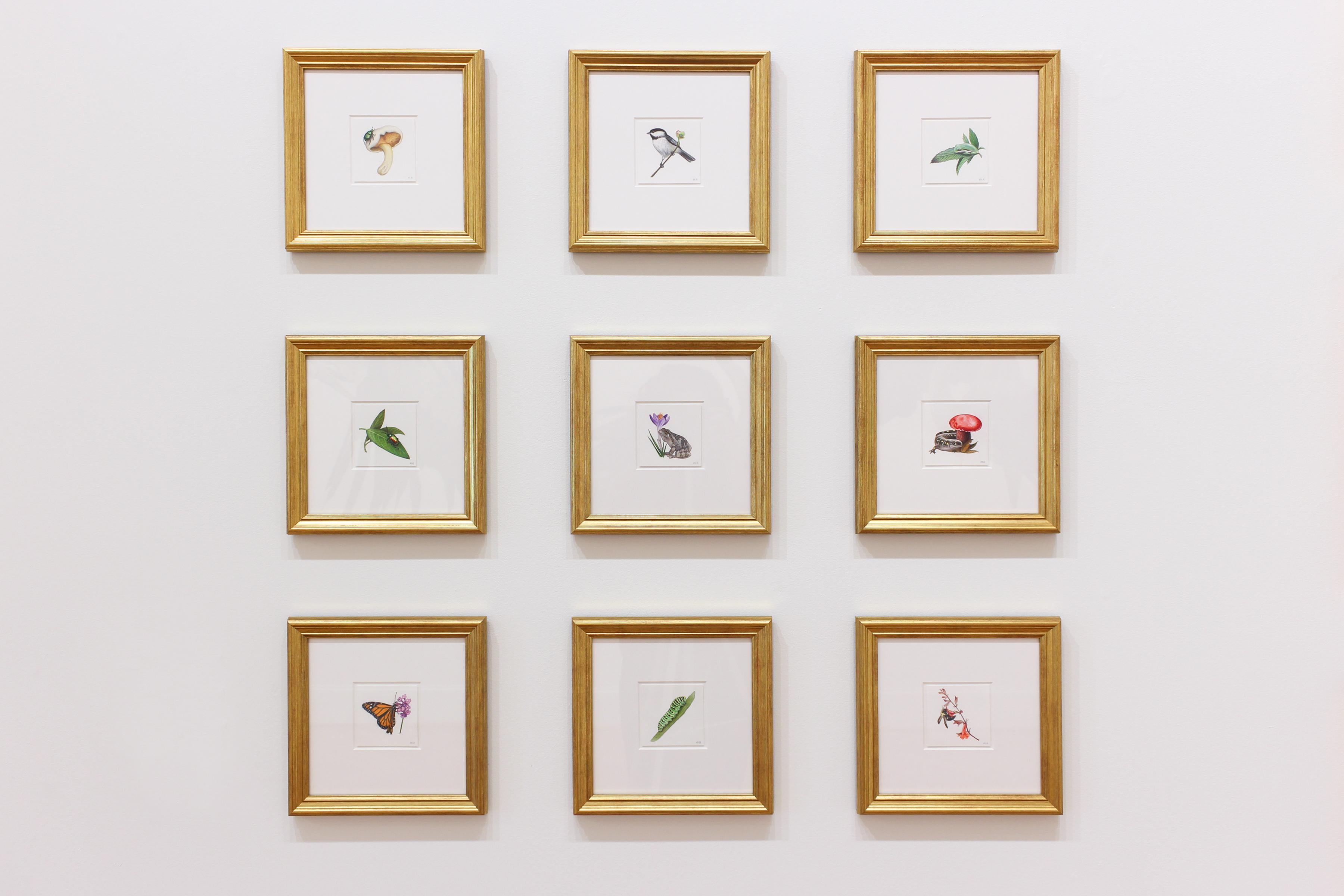 'Scarabeo della canna da zucchero' - illustrazione di un insetto - matita colorata - piccolo - Art di Hannah Hanlon