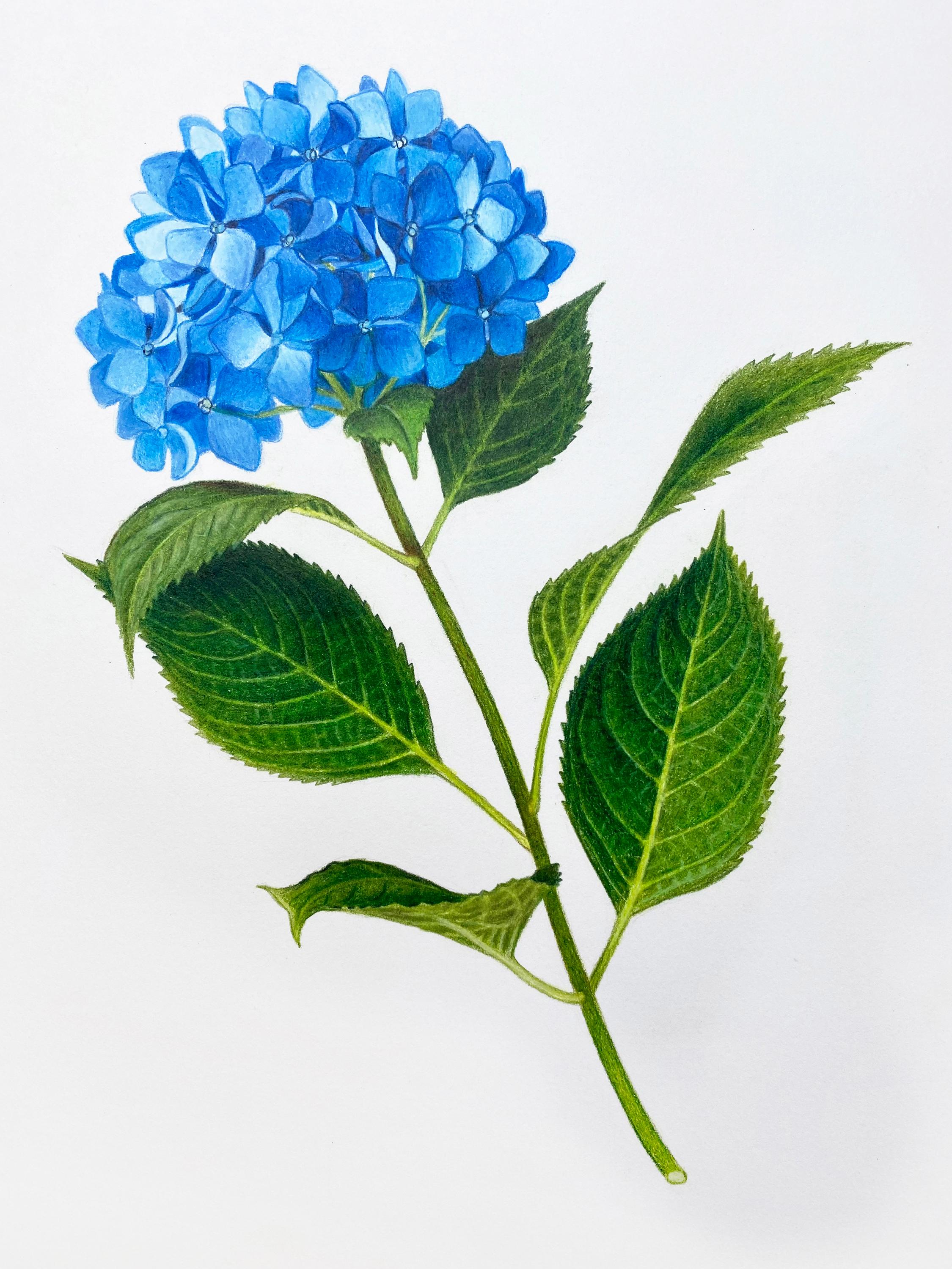 Hannah Hanlon Animal Art - 'Blue Hydrangea' - floral illustration - colored pencil - botanical