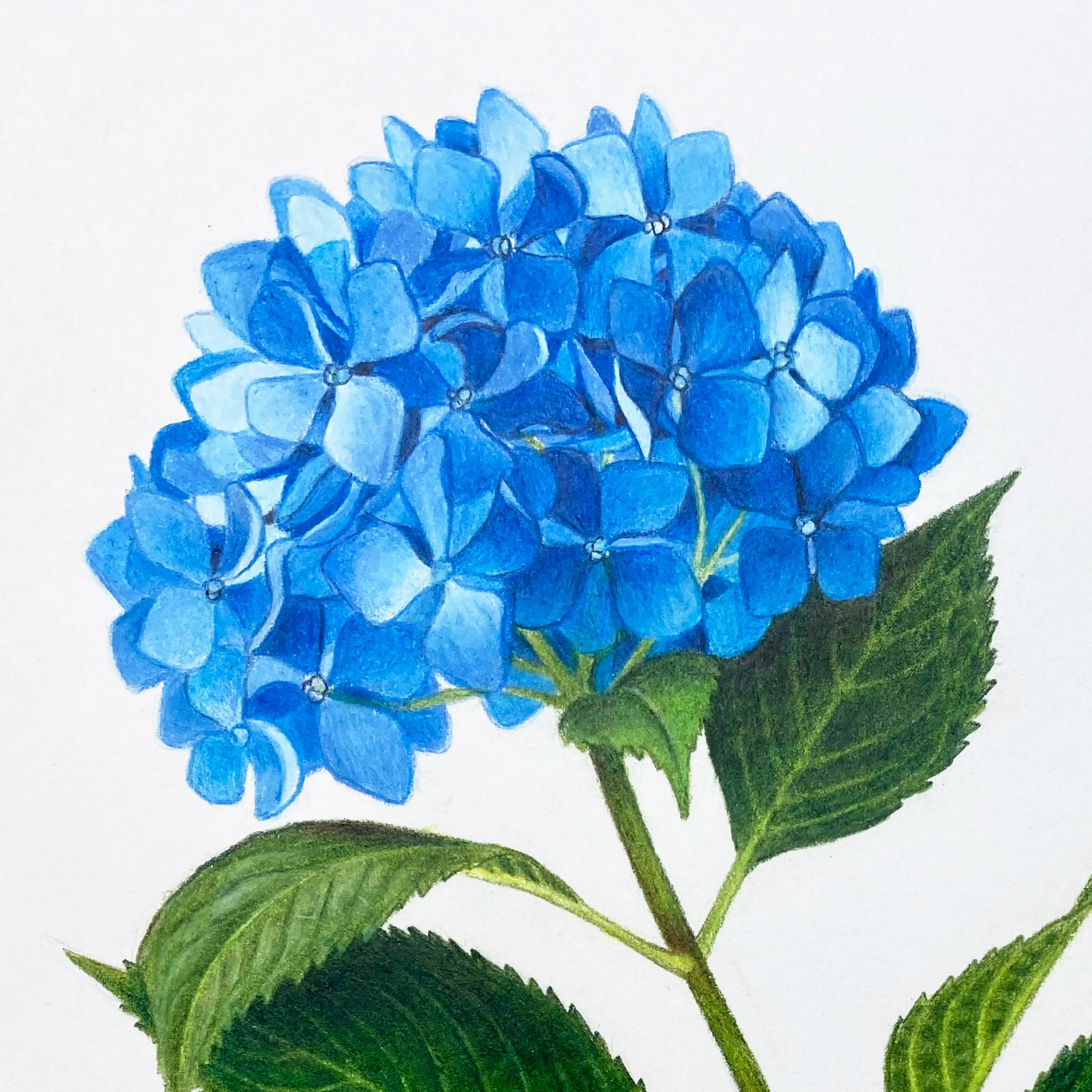 'Blue Hydrangea' - floral illustration - colored pencil - botanical - Art by Hannah Hanlon