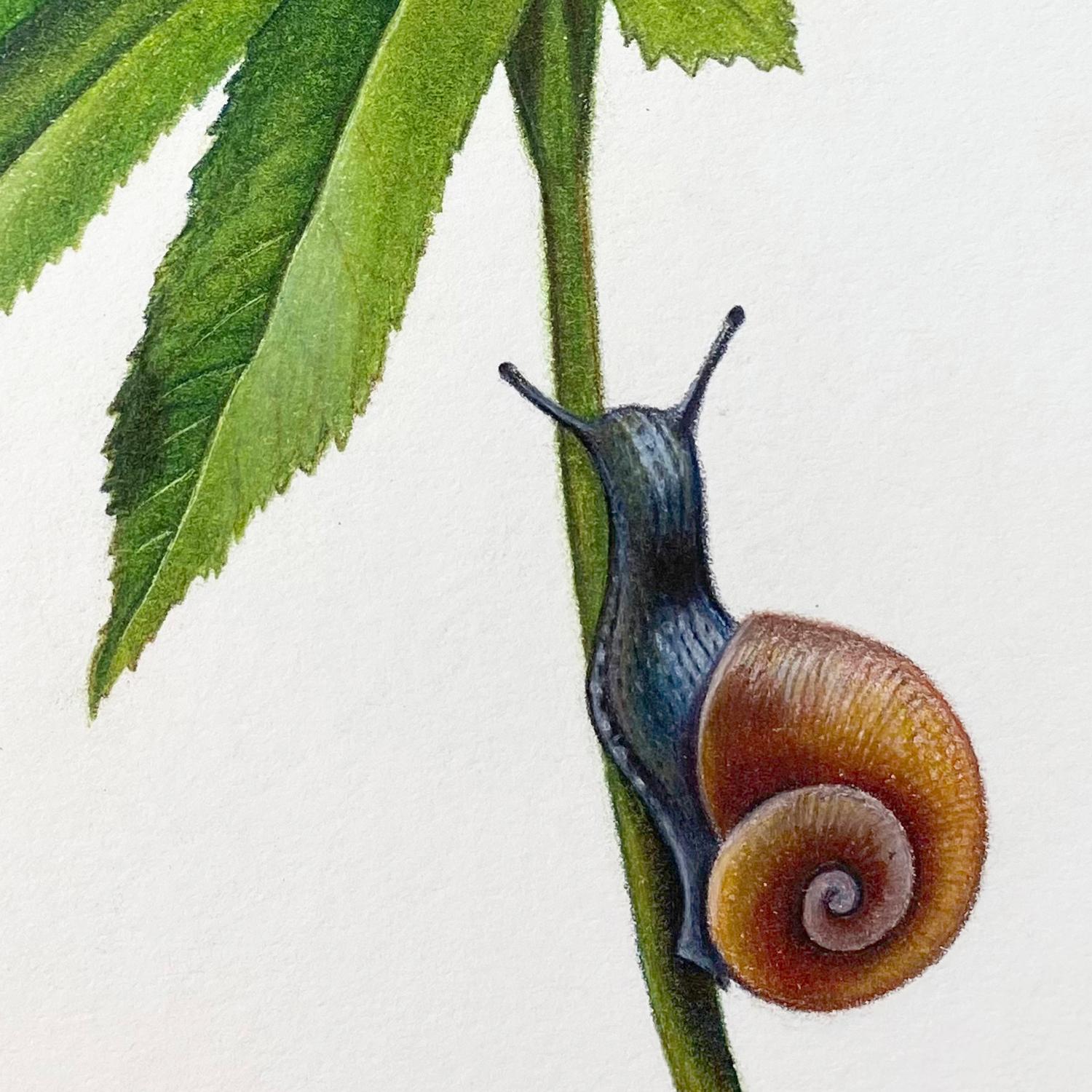 Hannah Hanlon 'White Lenten with Snail' floral illustration