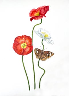 'Icelandic Poppies with Common Buckeye' - floral illustration - colored pencil 