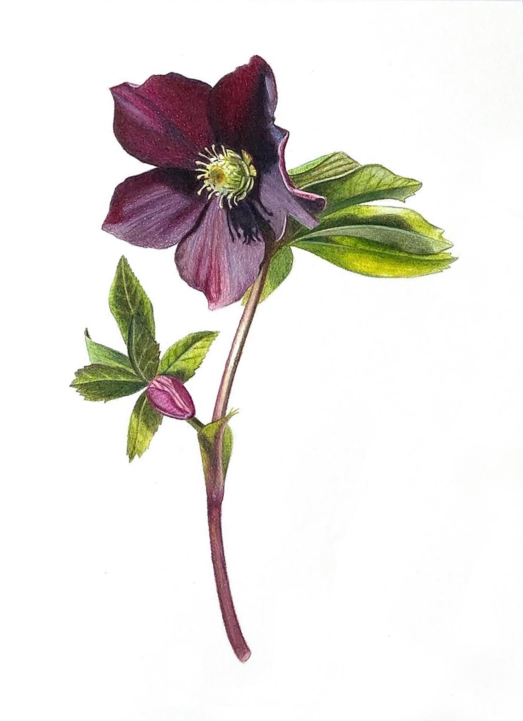 Hannah Hanlon Animal Art - 'Dark Lenten' - floral illustration - colored pencil 