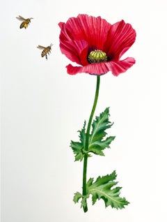 'Poppy with Honeybees' - floral illustration - colored pencil - botanical