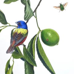 Lime Branch, Painted Bunting, Zebra Longwings, Pipevine, June Bug & Ladybeetle