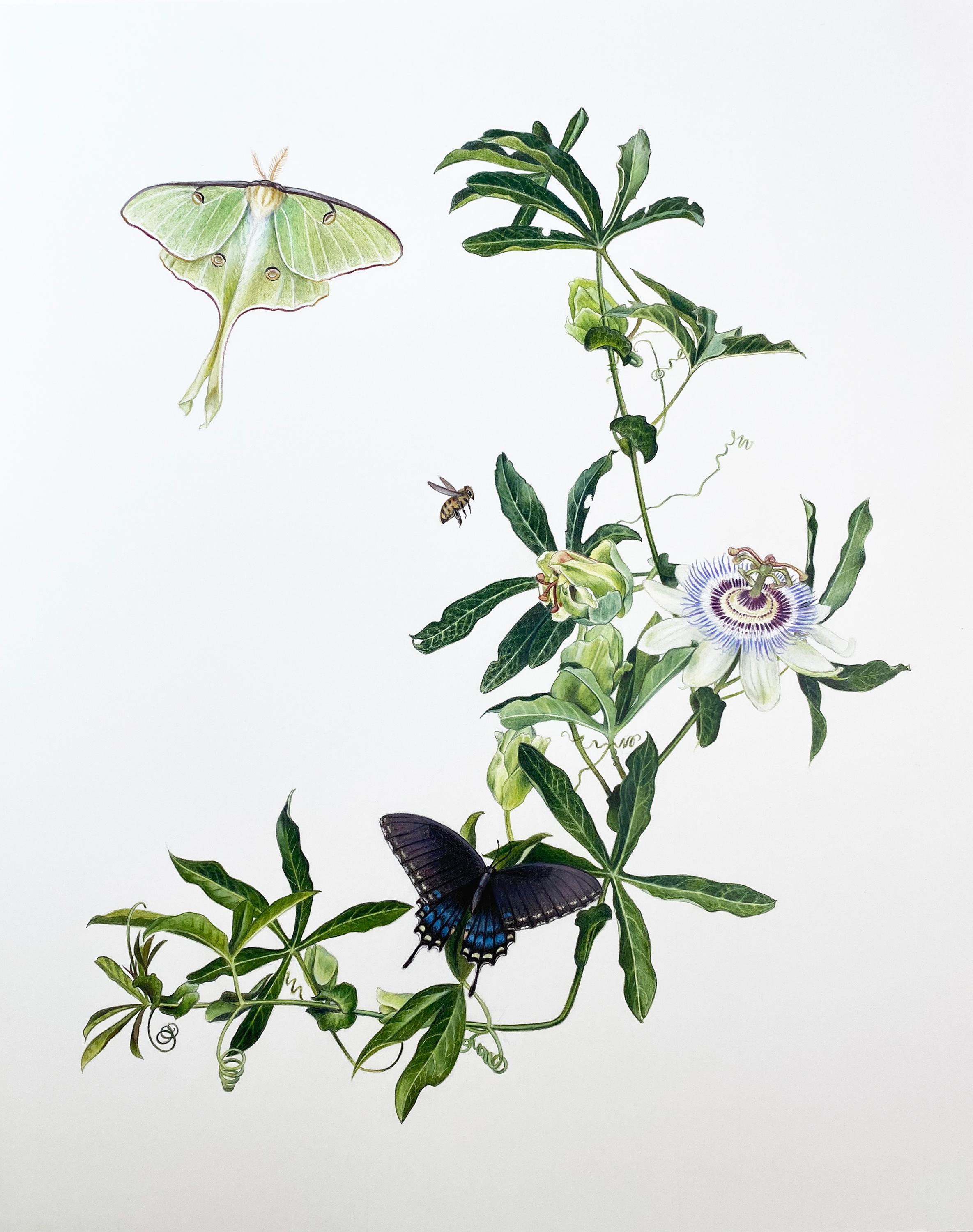 Animal Art Hannah Hanlon - Vine Passiflora avec motif Luna, queue d
hirondelle noire et nid d
abeille - dessin botanique