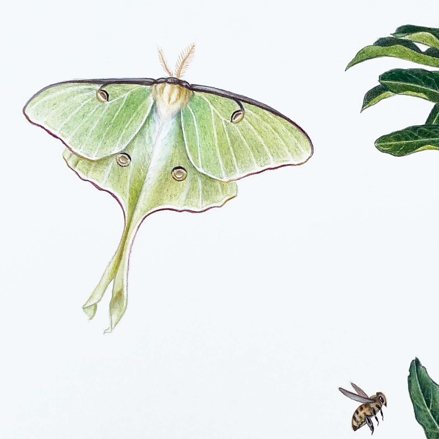 Vine Passiflora avec motif Luna, queue d'hirondelle noire et nid d'abeille - dessin botanique - Réalisme Art par Hannah Hanlon