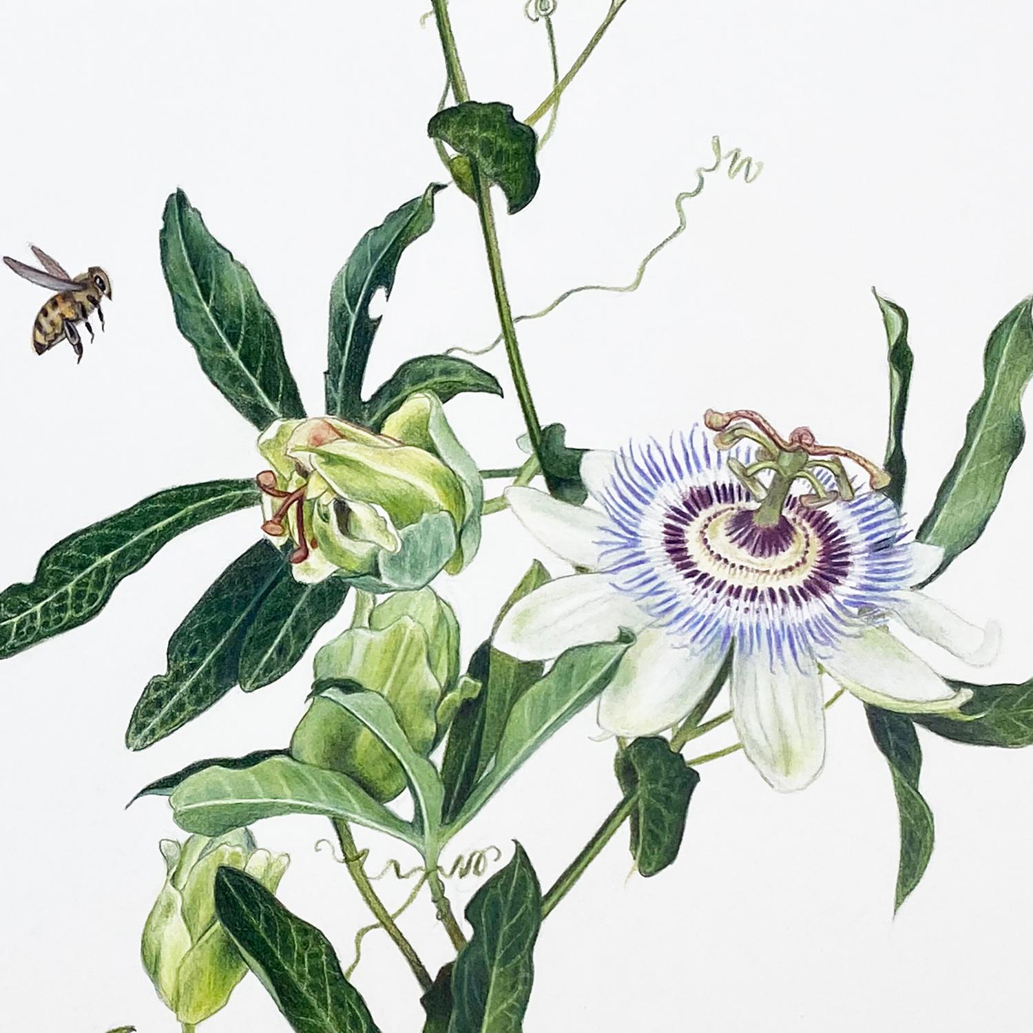 Vine Passiflora avec motif Luna, queue d'hirondelle noire et nid d'abeille - dessin botanique - Art de Hannah Hanlon