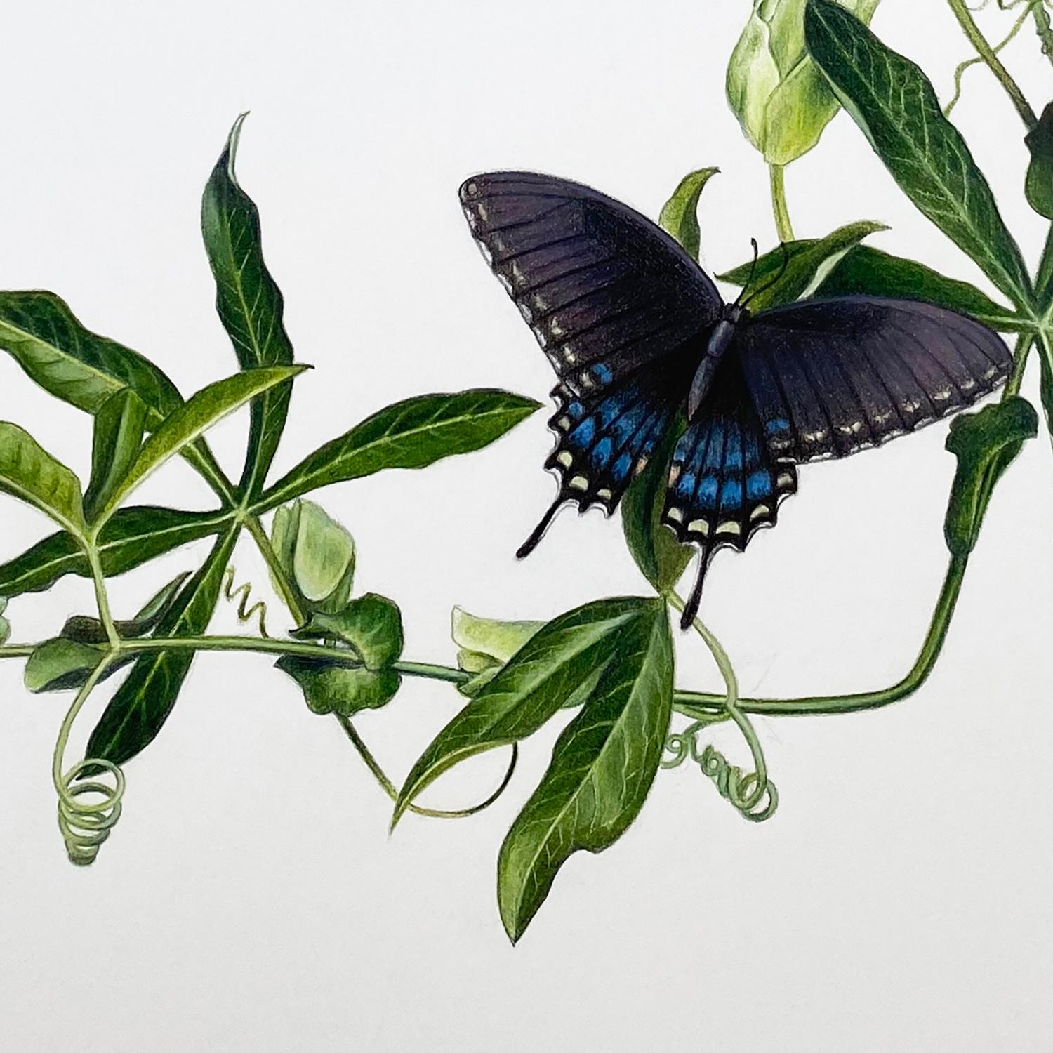 Un dessin réaliste au crayon de couleur avec des nuances de bleu, de violet, de jaune et de vert. Les dimensions de l'encadrement sont de 25,5 par 21 pouces.

Hannah Hanlon s'inspire des œuvres de Chuck Close, Rembrandt, Zachari Logan et CJ Hendry.