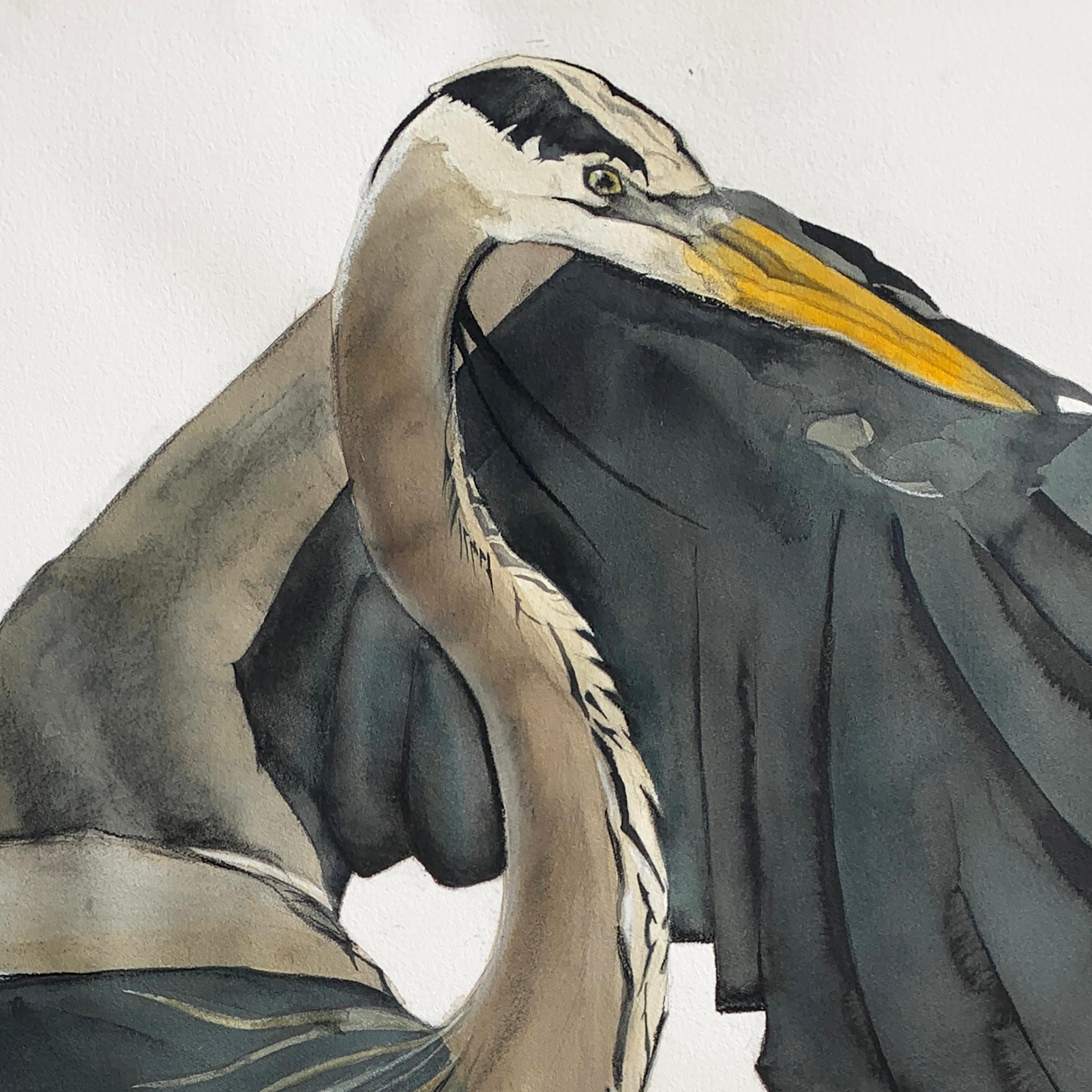 'S-Curve' - Great Blue Heron - Large Scale Animal Drawing - Audubon - Art by Heather Lancaster