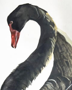 Galactic Noticing No. 7" - Schwarzer Schwan - großformatige Tierzeichnung - Textur