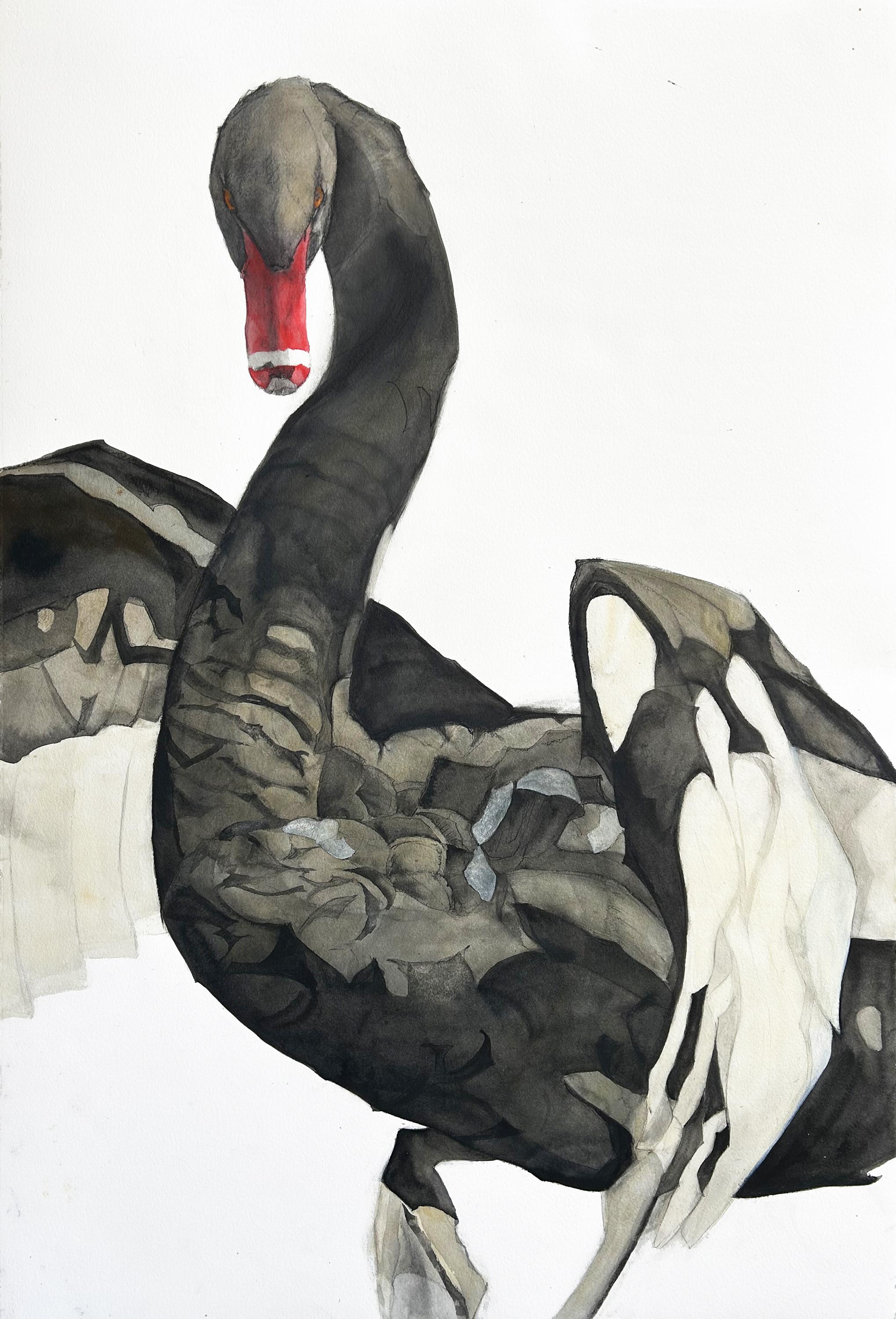 'Notiziario galattico n. 8' - Cigno nero - disegno di animali in grande scala - volo