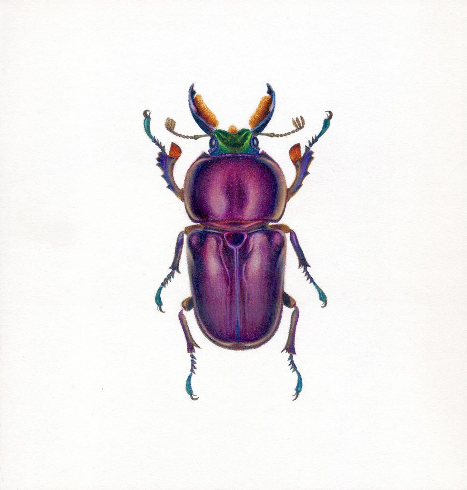 Hannah Hanlon Animal Art - 'Purple Beetle #2' - insect illustration - hyperrealism - Chuck Close