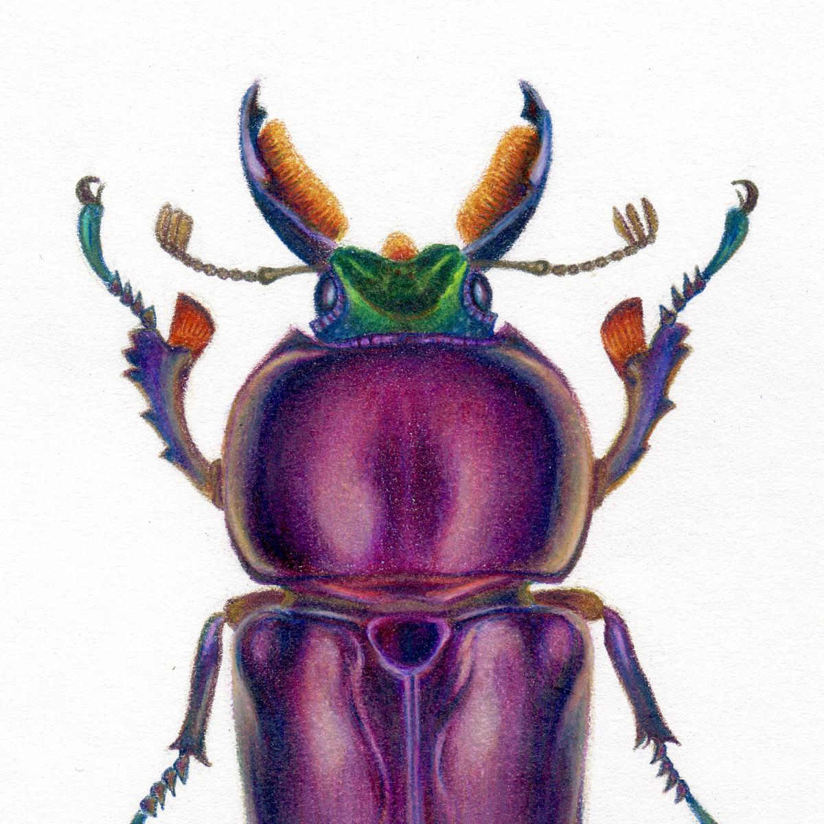 'Purple Beetle #2' - insect illustration - hyperrealism - Chuck Close - Art by Hannah Hanlon