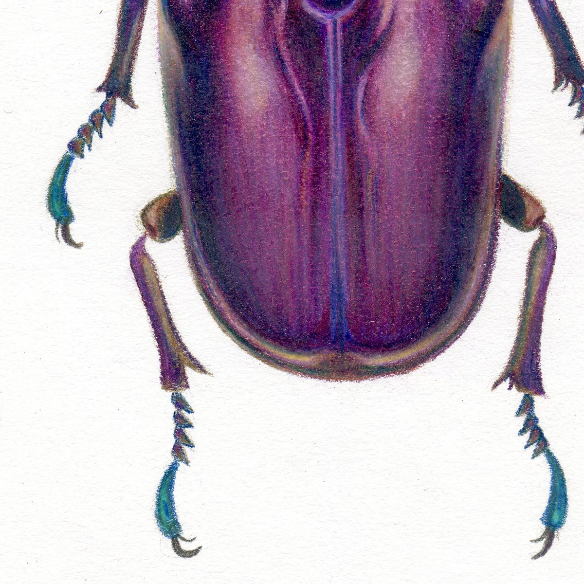 purple bugs