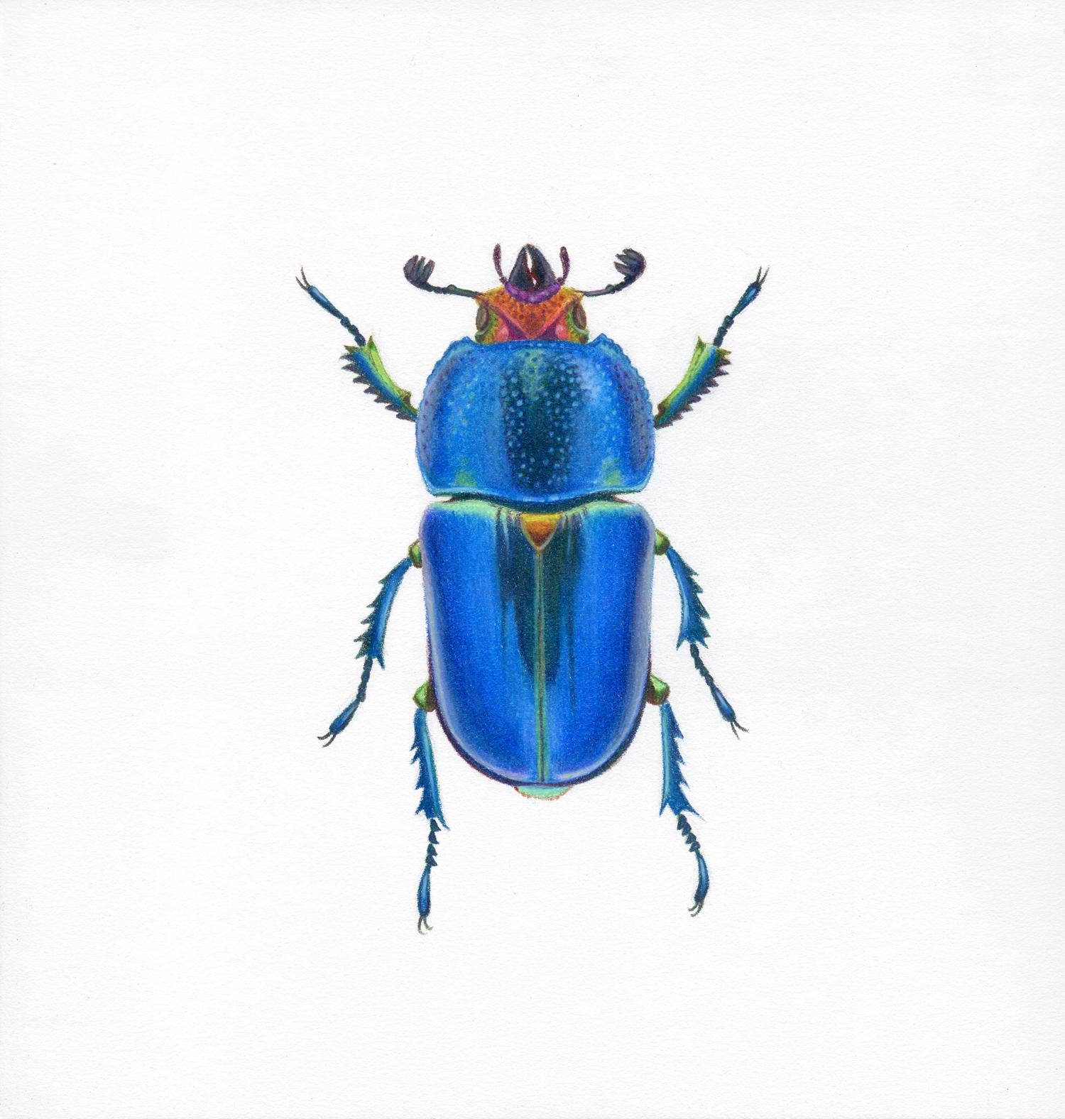 Hannah Hanlon Animal Art - 'Blue Beetle #4' - insect illustration - hyperrealism - Chuck Close