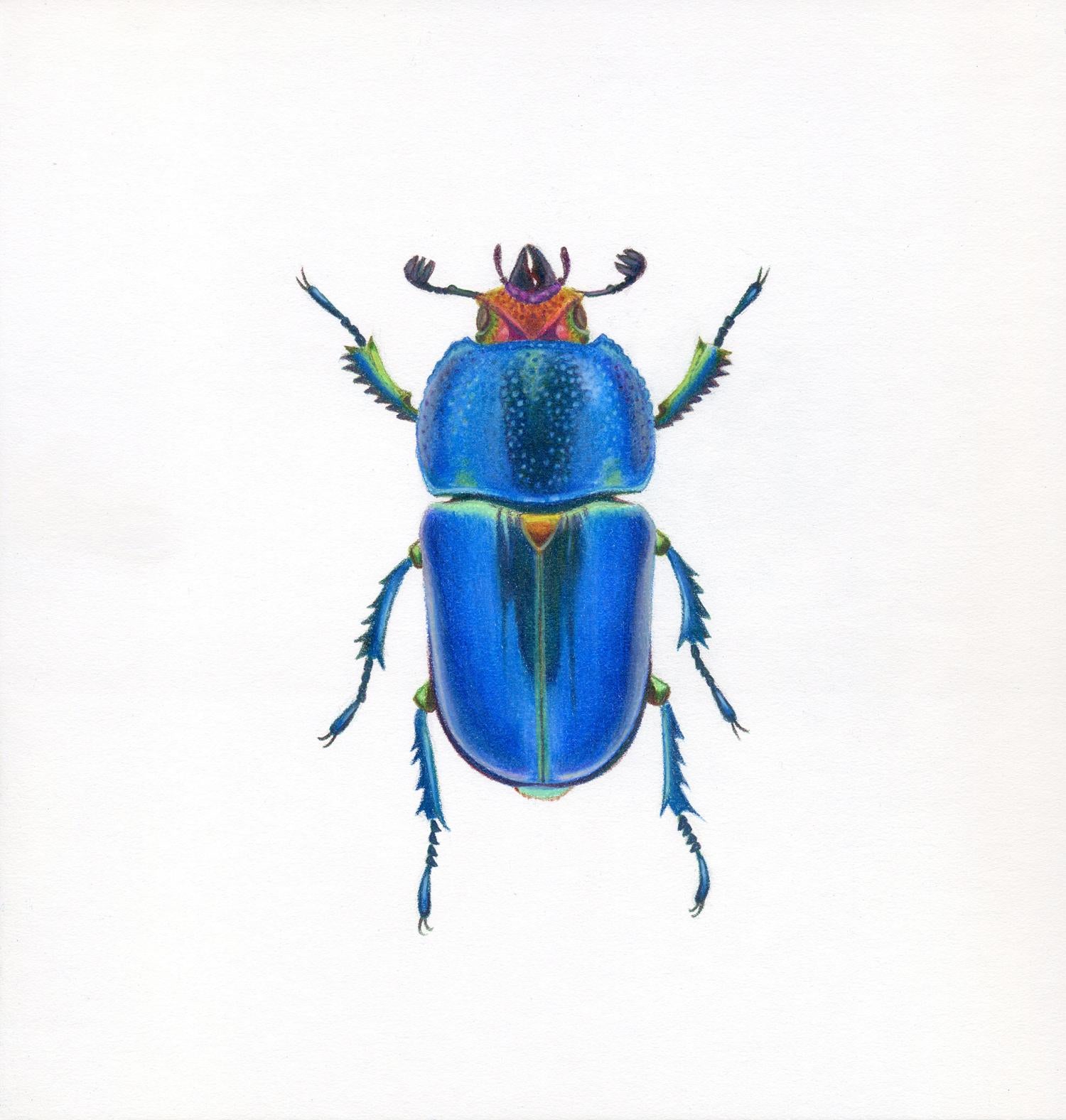 Hannah Hanlon Animal Art - 
Blue Beetle #4
 - insect illustration - hyperrealism - Chuck Close