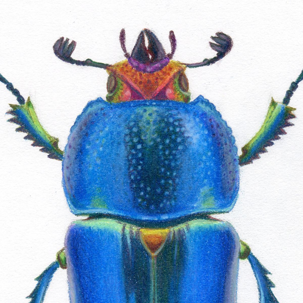 'Blue Beetle #4' - insect illustration - hyperrealism - Chuck Close - Art by Hannah Hanlon