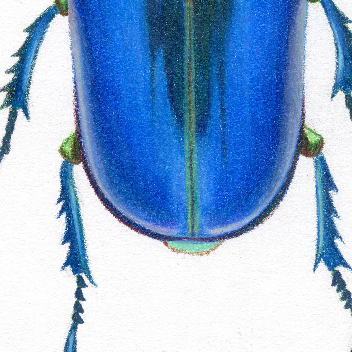 blue beetle animal