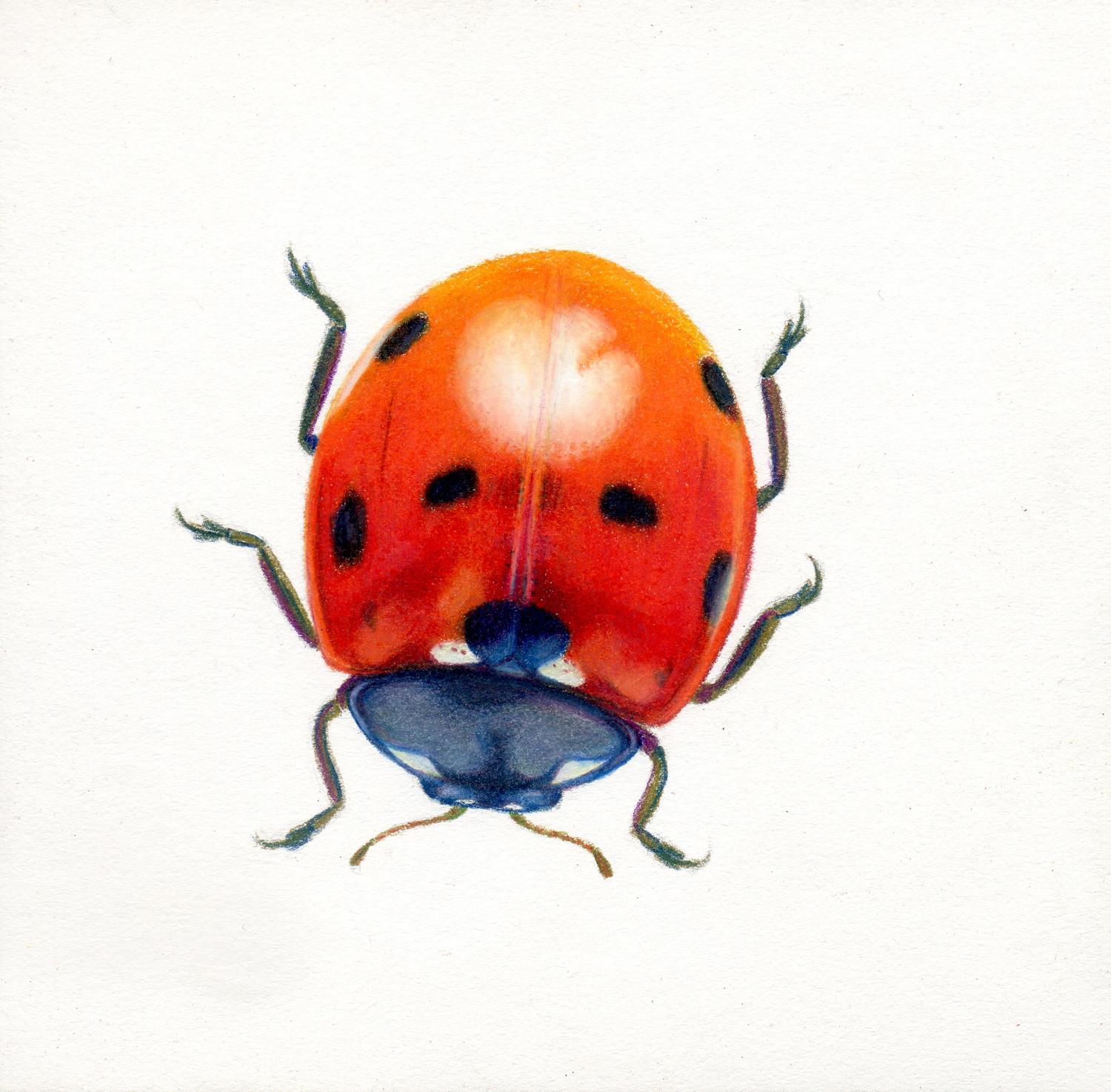 Hannah Hanlon Animal Art - 'Red Beetle #7' - insect illustration - hyperrealism - Chuck Close