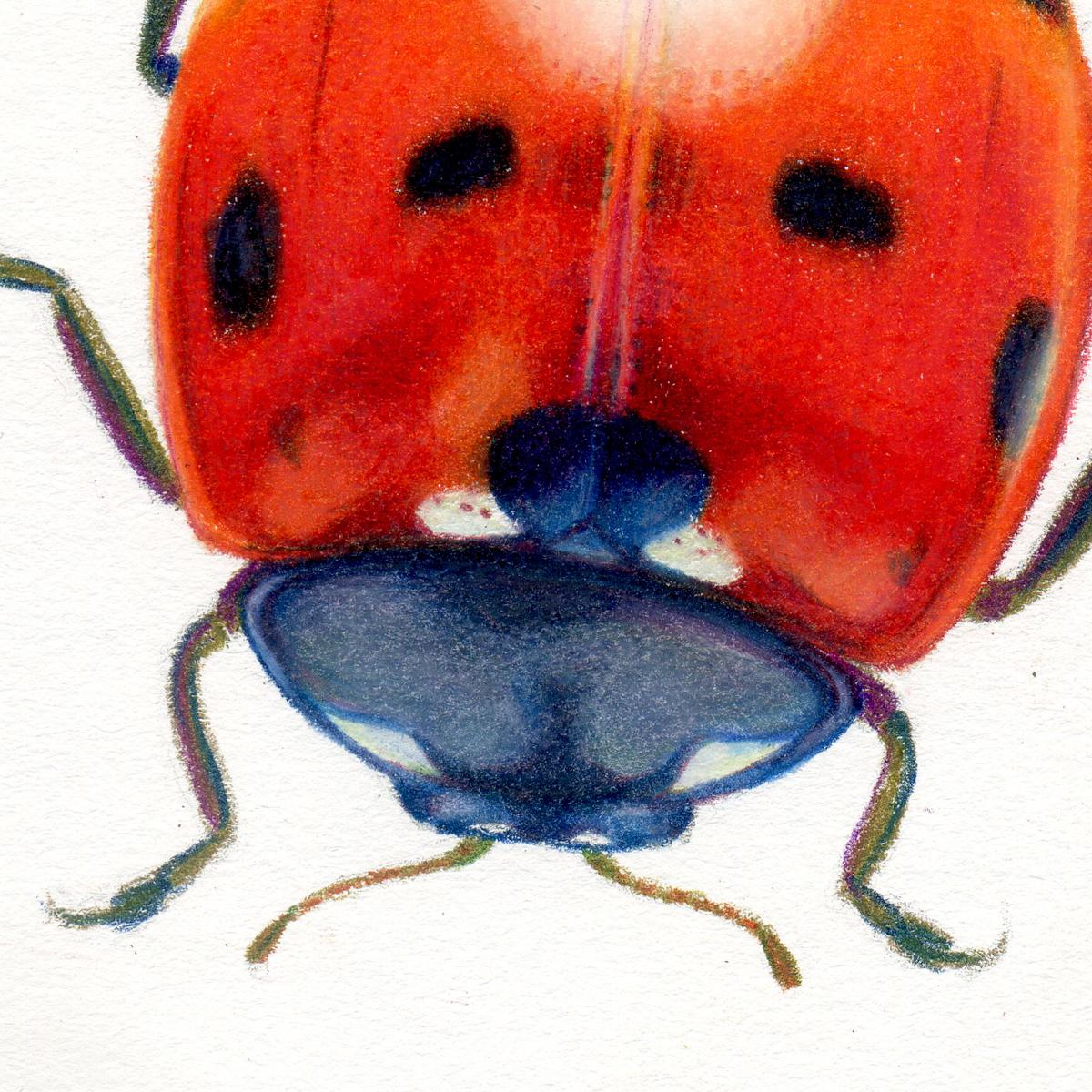 'Red Beetle #7' - insect illustration - hyperrealism - Chuck Close - Art by Hannah Hanlon