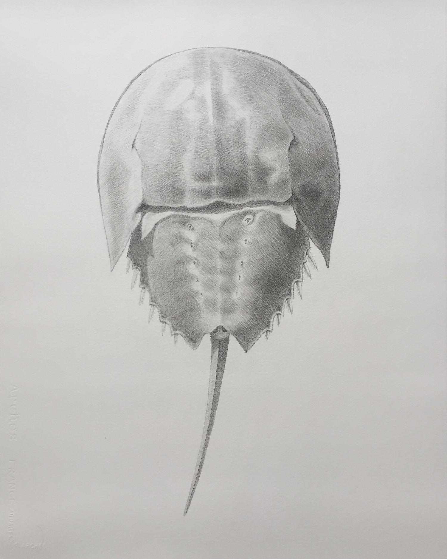 'Horseshoe Crab' - scientific illustration - hyperrealism - Chuck Close