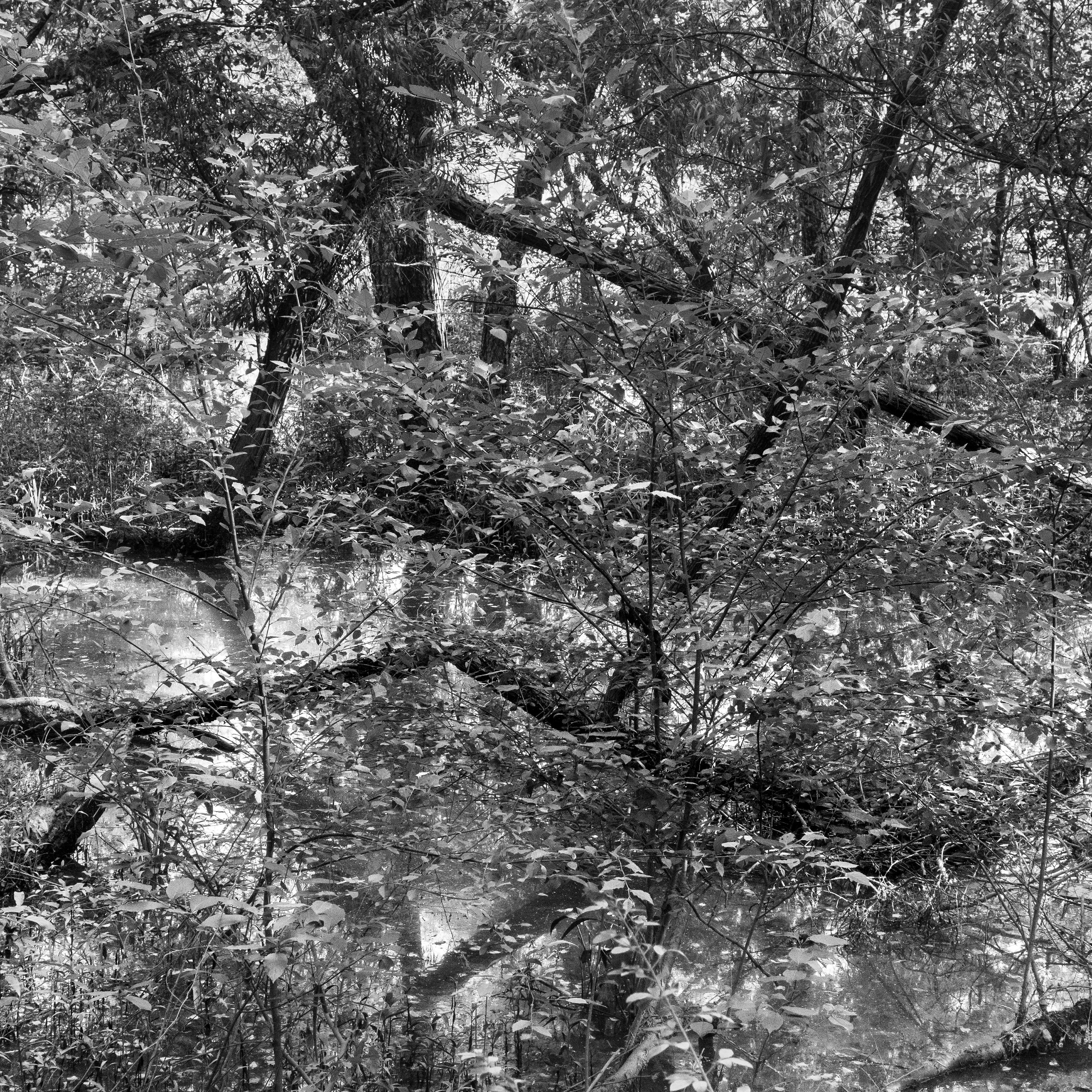 Richard Skoonberg Landscape Photograph – „Ein versteckte Geometrie“ – Schwarz-Weiß – Landschaftsfotografie – Eliot Porter