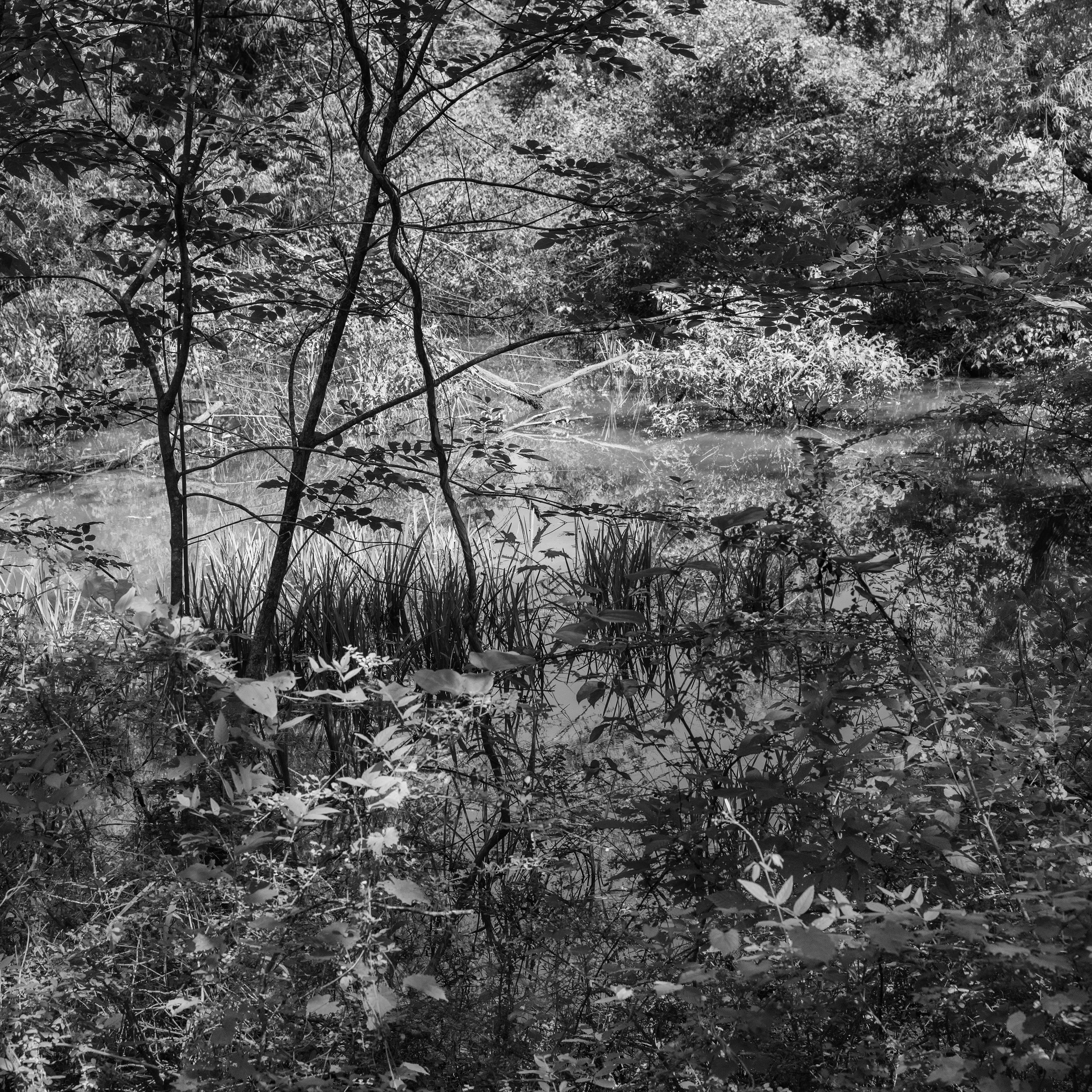 Landscape Photograph Richard Skoonberg - « Un étang éphémère en été » - Photographie de paysage - Eliot Porter