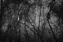 « Portrait » - Noir et blanc - Photographie de paysage - Eliot Porter
