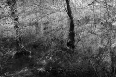 « River Abstract » (River abstrait) - Noir et blanc - Photographie de paysage - Eliot Porter