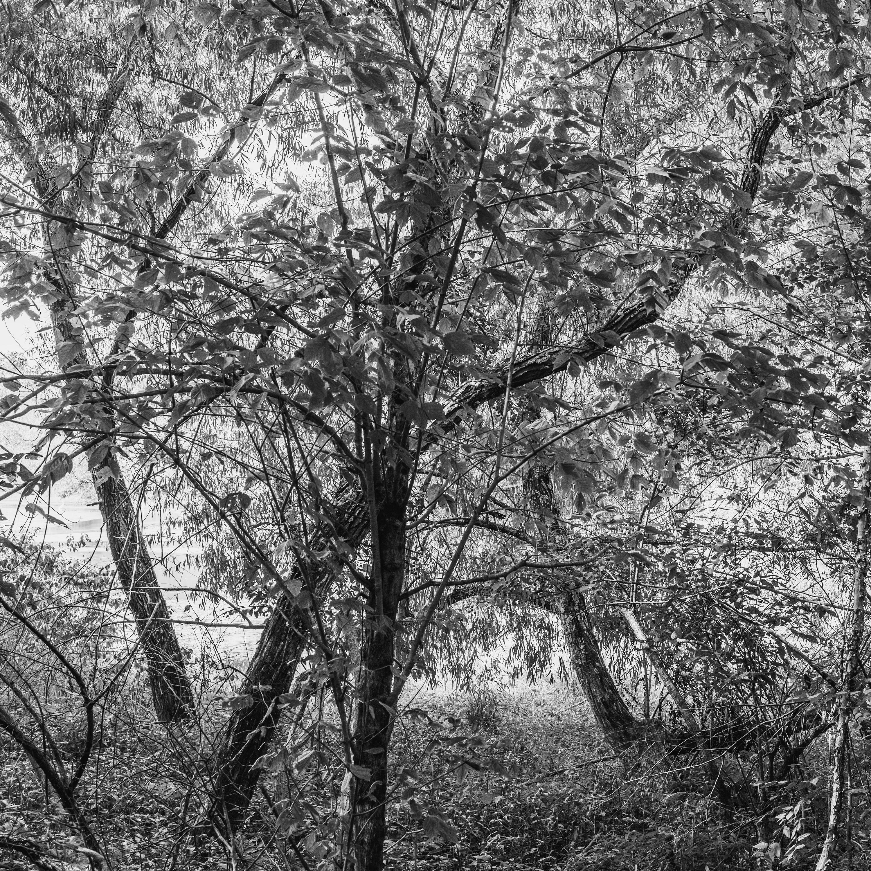 Richard Skoonberg Black and White Photograph - 'Summer Day on the Chattahoochee' - Landscape Photography - Eliot Porter