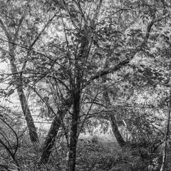 „Sommertag auf der Chattahoochee“ – Landschaftsfotografie – Eliot Porter