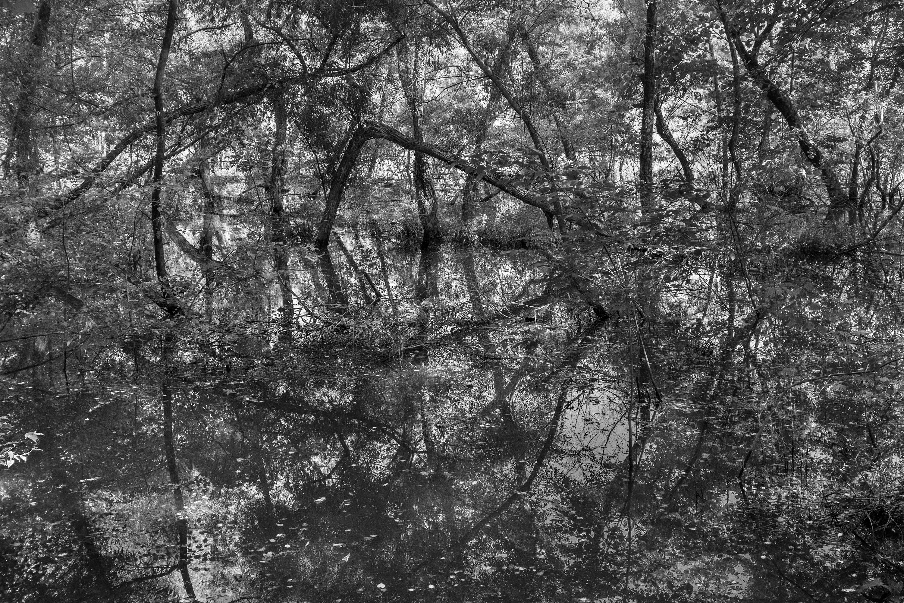 Richard Skoonberg Black and White Photograph - 'The Flooded Forest' - Black and White - Landscape Photography - Eliot Porter
