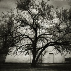 'Quonset Tree' - Black and White Photography - Landscape - Walker Evans