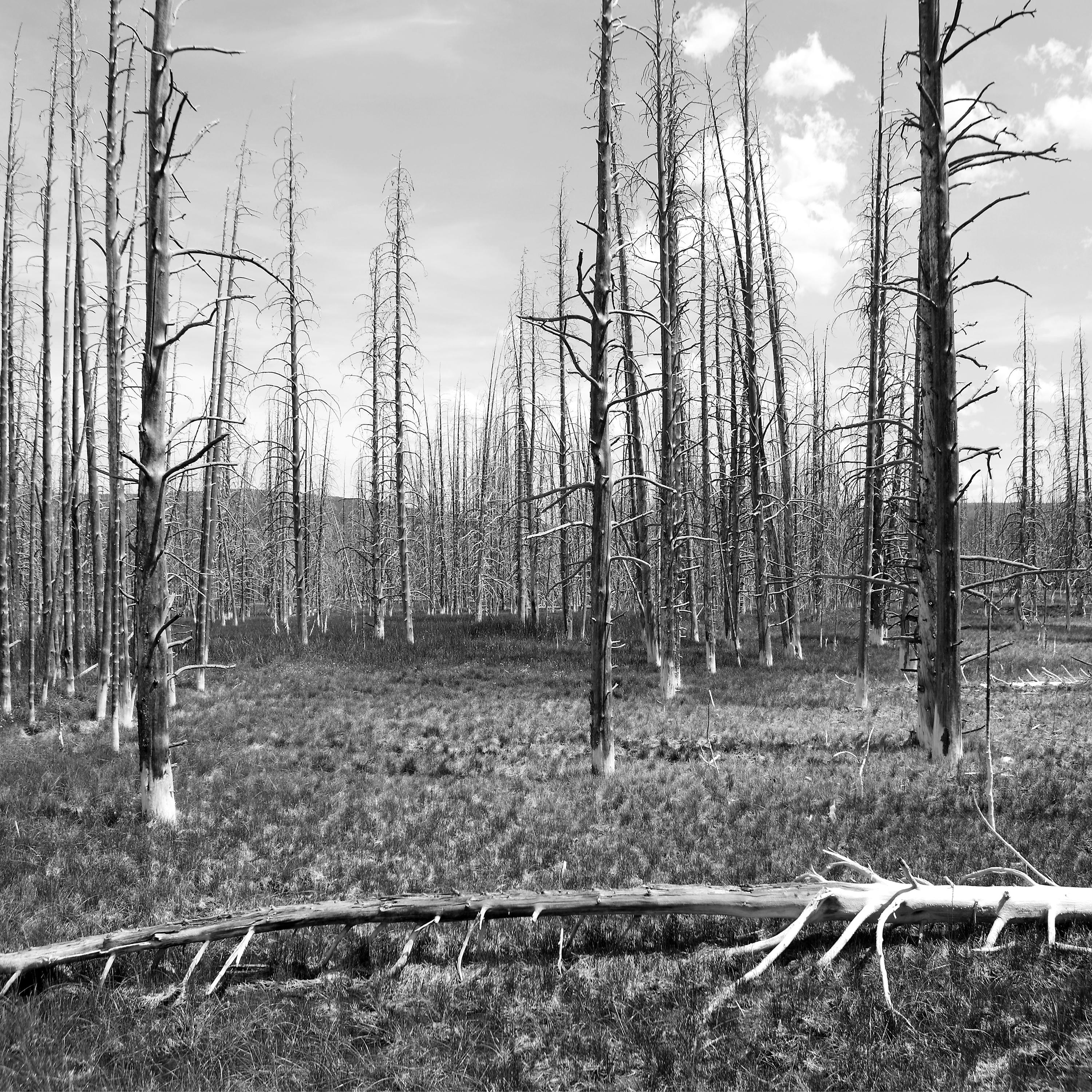 Chris Little Landscape Photograph – „Burned Forest“ – Schwarz-Weiß-Fotografie – Landschaft – Walker Evans