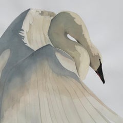 "Cadence" - Swan Portrait - Large Scale Animal Drawing - Audubon - Durer