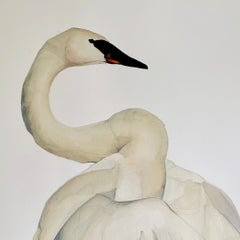 "Counterpoint" - Swan Portrait - Large Scale Animal Drawing - Audubon - Durer